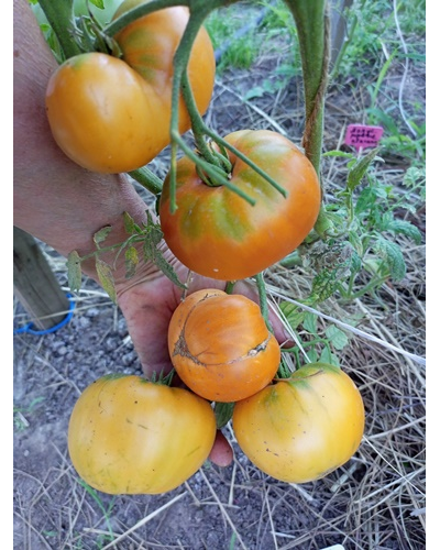 Томат Персики и крем (Peaches and Cream)