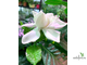 Gardenia T04