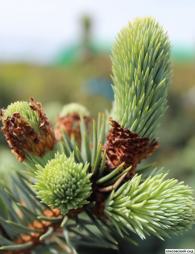 Ель колючая Ольденбург