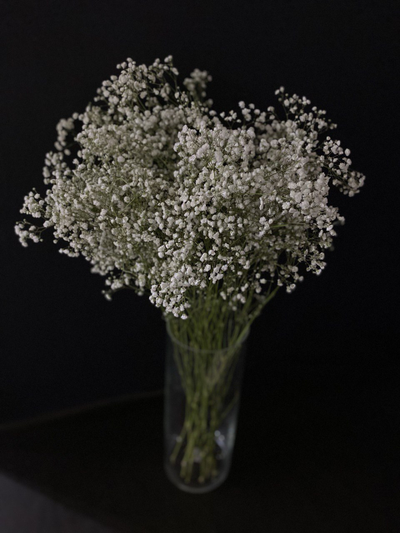 Гипсофила белая 9 шт