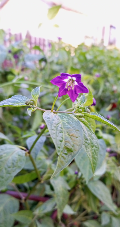 Перец острый Rocoto Mini Olive (Мини олива Рокото)