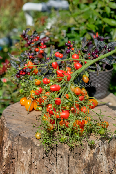 Томат Red Cluster Pear (Кисть Красных Груш), 10 шт