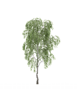 лиственные Береза 006