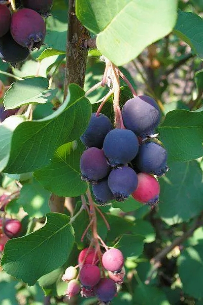 Ирга канадская Ламарка