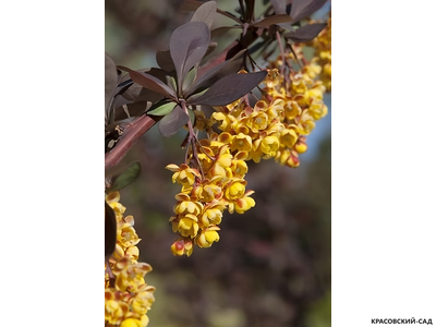 Барбарис Суперба - Superba