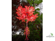 Гибискус Schizopetalus