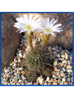 Lobivia aurea v. albiflora WR 710