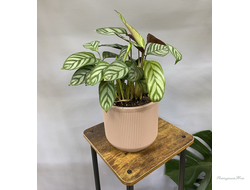 Калатея в горшке