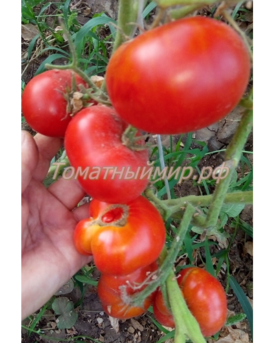 Томат Сладкая Скарлет (Сладкий Алый гном, Dwarf Sweet Scarlet), США