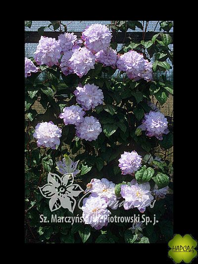 Клематис 'Veronica's Choice' (Вероникас Чойс) (2 группа)