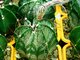 Astrophytum capricorne (D=50-60 мм)