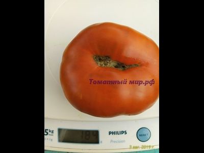 Томат Гном Тасманский шоколад (Dwarf Tasmanian Chocolate)