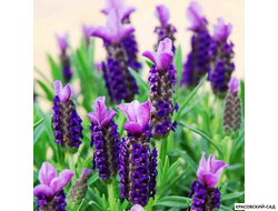 Лаванда Виктори - Victory