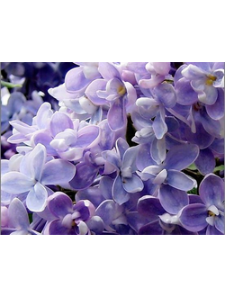SYRINGA ALDEHYDE 50 DPG (Givaudan)/ Сирень альдегид
