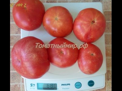 Томат Гном Арктическая Роза, Dwarf Arctic Rose