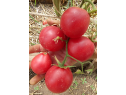 Томат Крымская роза