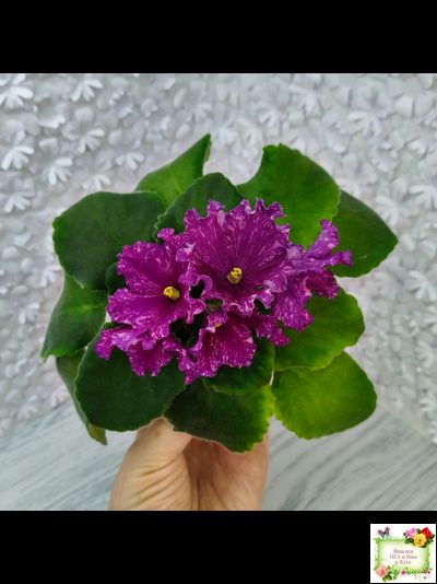 АВ-Тайны Востока (Фиалковод) 2022 г.