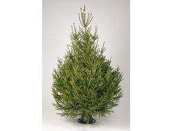 Ель 1.75 - 2 м
