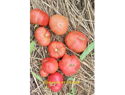 Томат Спасские из Рязани
