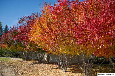 Клён Гиннала - Ginnala