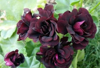 Плющелистная пеларгония Royal Black Rose