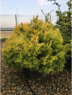 Туя западная Ellwangeriana