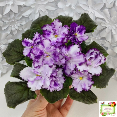 БР-Осирис (С. и Н. Буркацкие) 2022 г.