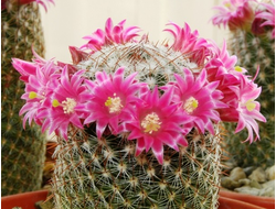 Mammillaria matudae - 5 семян