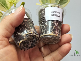 Фикус Джулия / Моклэйм вариегатный / ficus Giulia