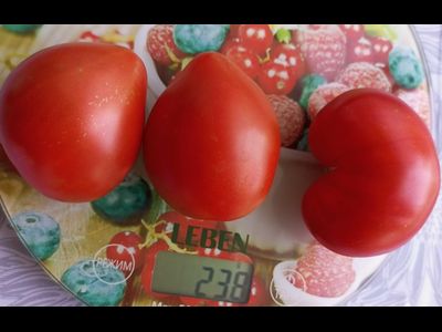 Томат Сладкое сердце Питера (Peter’s sweet heart)