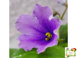 LV-Птичка, Лети! (Л. Шевелева) (лист посажен 21.10.25)