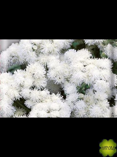 АГЕРАТУМ 6 ШТ