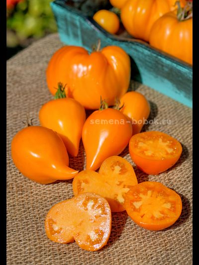 Томат Заилийский Алатау Желтый, 10 шт