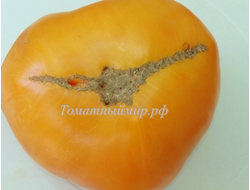 Томат Амана Оранж (Amana orange)