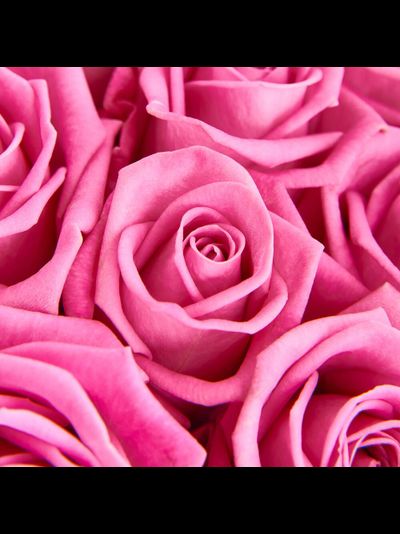 19 розовых роз