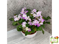 LV-Кирюша (Л. Шевелева) 2022 г. трейлер (пасынок посажен 15.08.25)