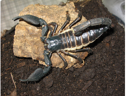 Heterometrus swammerdami