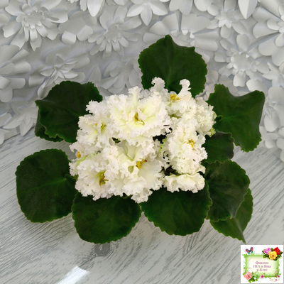 АВ-Легенда о Золотой Луне (Фиалковод) 2023 г.