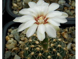 Gymnocalycium stellatum v.flavispinum GN 2874, B 69 - 5 семян