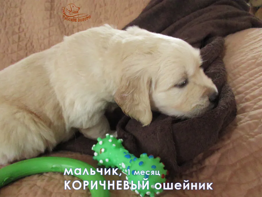 1 месяц. Мальчик с КОРИЧНЕВЫМ ошейничком