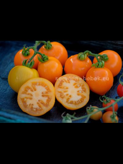 Томат Dwarf Orange Tree (Гном Апельсиновое дерево), 10 шт