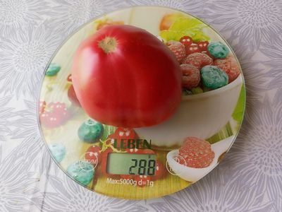 Томат Белорусское сердце