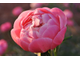 Пион Coral Charm  (Корал Чарм)