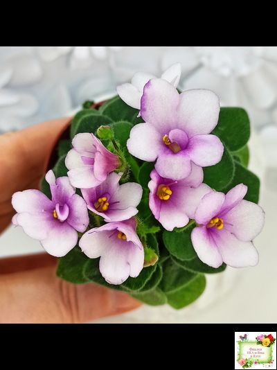 ЛЕ-Колибри (Е. Лебецкая) (3 листа посажены в 1 стак. 20.10.25)