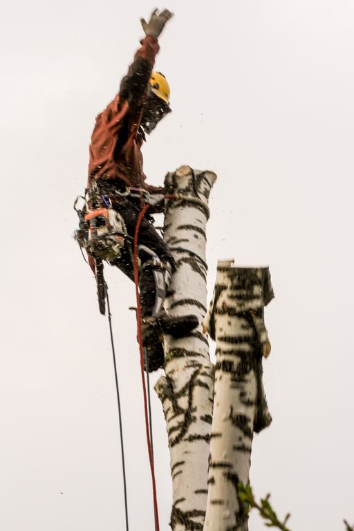 Удаление деревьев