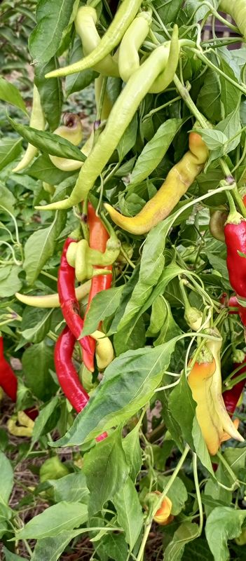 перец острый Бараний рог