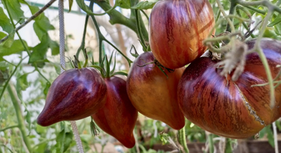 Томат Сладкая карамель Софии