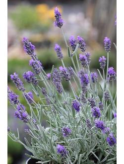 Лаванда многолетняя