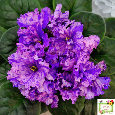 ВаТ-Инопланетянин (Т. Валькова) 2015 г.