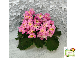 РМ-Богиня Солнца (Н. Скорнякова) 2019 г.